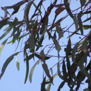 Eucalyptus mannifera at Bruce, ACT - 18 Jul 2020 12:26 PM