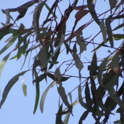 Eucalyptus mannifera (Brittle Gum) at Gossan Hill - 18 Jul 2020 by AndyRussell