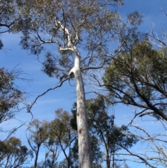 Eucalyptus mannifera at Bruce, ACT - 18 Jul 2020 12:26 PM