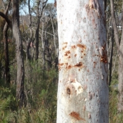 Eucalyptus mannifera at Bruce, ACT - 18 Jul 2020 12:26 PM