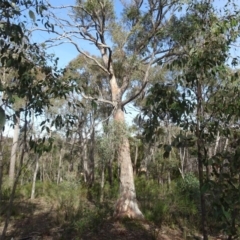 Eucalyptus rossii (Inland Scribbly Gum) at Bruce, ACT - 18 Jul 2020 by AndyRussell
