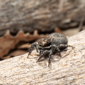 Jotus auripes at Stromlo, ACT - 21 Jul 2020