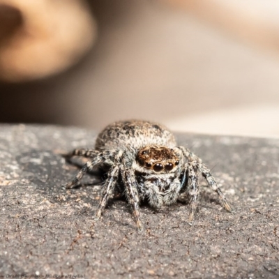 Euophryinae sp.(Undescribed) (subfamily) (A jumping spider) at Umbagong District Park - 22 Jul 2020 by Roger