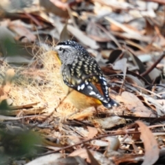 Pardalotus punctatus (Spotted Pardalote) at Acton, ACT - 22 Jul 2020 by HelenCross