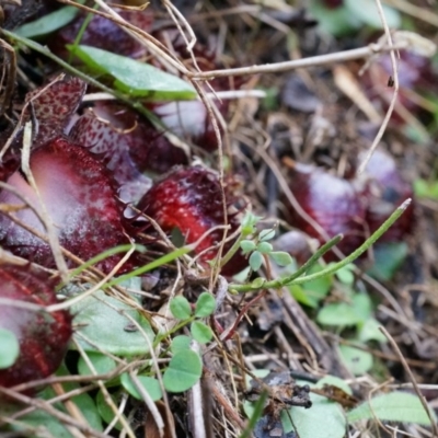 Corysanthes hispida (Bristly Helmet Orchid) at Tennent, ACT - 6 Apr 2014 by AaronClausen