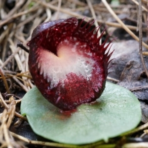 Corysanthes hispida at Tennent, ACT - 6 Apr 2014