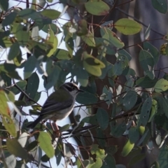 Melithreptus brevirostris (Brown-headed Honeyeater) at Majura, ACT - 21 Jul 2020 by MargD