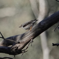 Daphoenositta chrysoptera (Varied Sittella) at Majura, ACT - 21 Jul 2020 by MargD