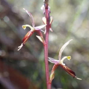 Acianthus exsertus at Canberra Central, ACT - suppressed