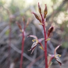 Acianthus exsertus at Canberra Central, ACT - suppressed