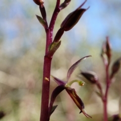 Acianthus exsertus at Canberra Central, ACT - suppressed