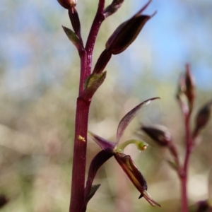 Acianthus exsertus at Canberra Central, ACT - suppressed