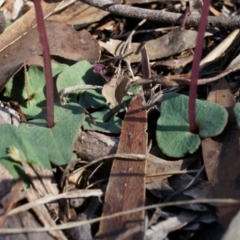 Acianthus exsertus at Canberra Central, ACT - suppressed