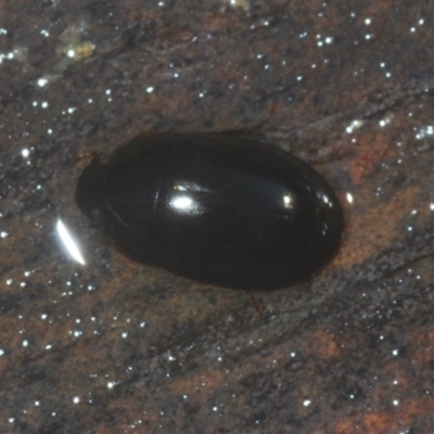 Hydrophilidae (family) (Unidentified water scavenger beetle) at Currowan, NSW - 21 Jul 2020 by Harrisi