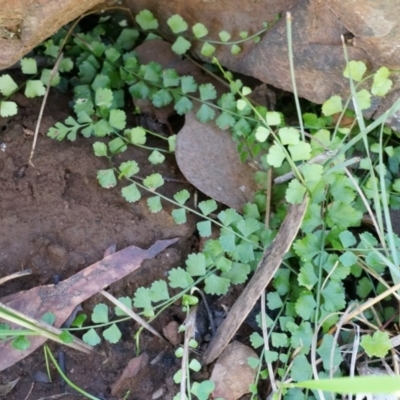 Asplenium flabellifolium (Necklace Fern) at Canberra Central, ACT - 12 Apr 2014 by AaronClausen