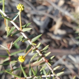 Acacia ulicifolia at Garran, ACT - 22 Jul 2020