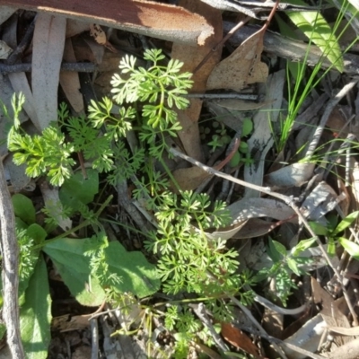 Daucus glochidiatus (Australian Carrot) at O'Malley, ACT - 22 Jul 2020 by Mike