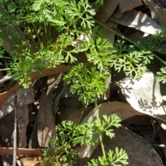 Daucus glochidiatus at O'Malley, ACT - 22 Jul 2020