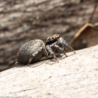 Jotus auripes (Jumping spider) at Stromlo, ACT - 21 Jul 2020 by Roger