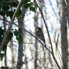 Oriolus sagittatus (Olive-backed Oriole) at Deakin, ACT - 22 Jul 2020 by Ct1000