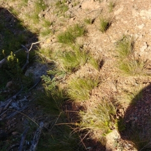 Austrostipa sp. at Majura, ACT - 23 Jul 2020