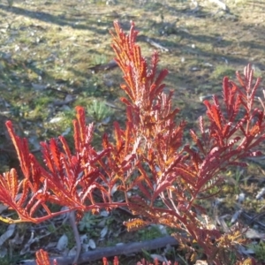 Acacia rubida at O'Malley, ACT - 22 Jul 2020