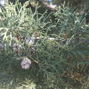 Cupressus arizonica at Jerrabomberra, ACT - 22 Jul 2020