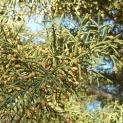 Cupressus arizonica at Jerrabomberra, ACT - 22 Jul 2020