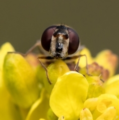 Melangyna viridiceps at Stromlo, ACT - 23 Jul 2020 by Roger