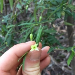 Billardiera mutabilis (Climbing Apple Berry, Apple Berry, Snot Berry, Apple Dumblings, Changeable Flowered Billardiera) at Paddys River, ACT - 23 Jul 2020 by WalterEgo