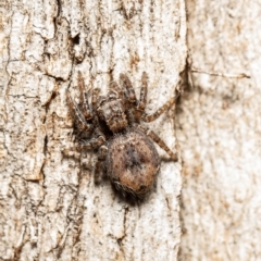 Servaea incana (Hoary Servaea) at Macgregor, ACT - 24 Jul 2020 by Roger