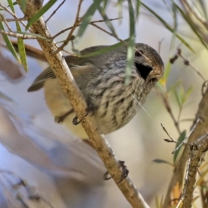 Acanthiza pusilla at Molonglo Valley, ACT - 22 Jul 2020