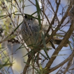 Acanthiza pusilla at Molonglo Valley, ACT - 22 Jul 2020