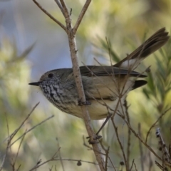 Acanthiza pusilla at Molonglo Valley, ACT - 22 Jul 2020