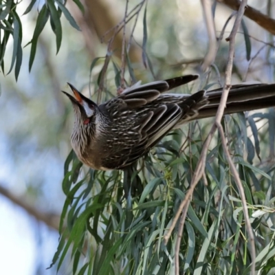 Anthochaera carunculata (Red Wattlebird) at Molonglo Valley, ACT - 22 Jul 2020 by RodDeb