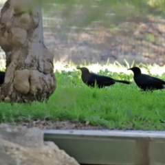 Corcorax melanorhamphos (White-winged Chough) at Molonglo Valley, ACT - 22 Jul 2020 by RodDeb