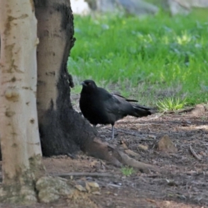 Corcorax melanorhamphos at Molonglo Valley, ACT - 22 Jul 2020