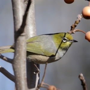 Zosterops lateralis at Molonglo Valley, ACT - 22 Jul 2020