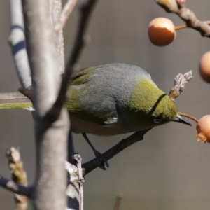 Zosterops lateralis at Molonglo Valley, ACT - 22 Jul 2020