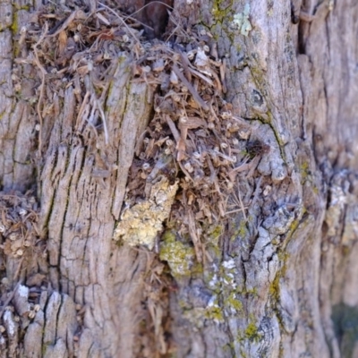 Papyrius nitidus (Shining Coconut Ant) at Kama - 23 Jul 2020 by Kurt