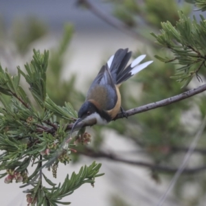 Acanthorhynchus tenuirostris at Gungahlin, ACT - 23 Jul 2020