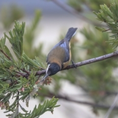 Acanthorhynchus tenuirostris at Gungahlin, ACT - 23 Jul 2020