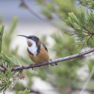 Acanthorhynchus tenuirostris at Gungahlin, ACT - 23 Jul 2020