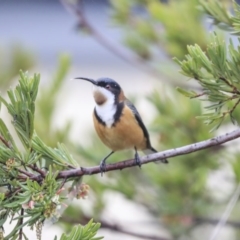 Acanthorhynchus tenuirostris at Gungahlin, ACT - 23 Jul 2020