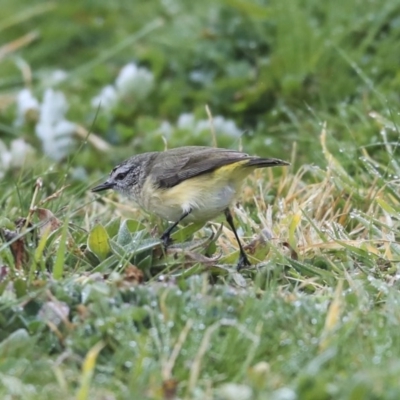 Acanthiza chrysorrhoa (Yellow-rumped Thornbill) at Gungahlin, ACT - 23 Jul 2020 by Alison Milton