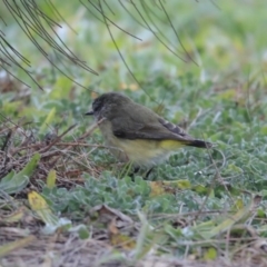 Acanthiza chrysorrhoa at Gungahlin, ACT - 23 Jul 2020