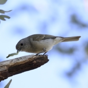 Pachycephala pectoralis at Higgins, ACT - 23 Jul 2020