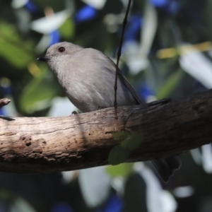 Pachycephala pectoralis at Higgins, ACT - 23 Jul 2020