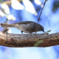 Pachycephala pectoralis at Higgins, ACT - 23 Jul 2020