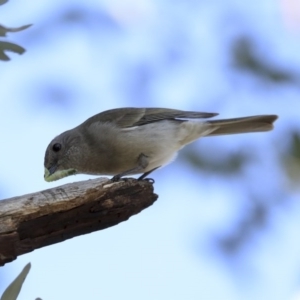 Pachycephala pectoralis at Higgins, ACT - 23 Jul 2020